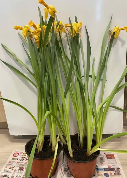 Photo of free Daffodils Seeking a Garden (Dow’s Lake) #1