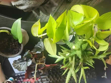 Photo of free houseplant cuttings (King of Prussia) #3