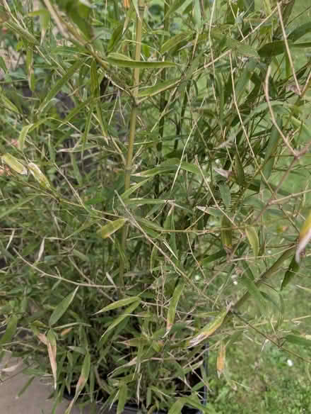 Photo of free Potted bamboo (Belle Vue WF1) #2