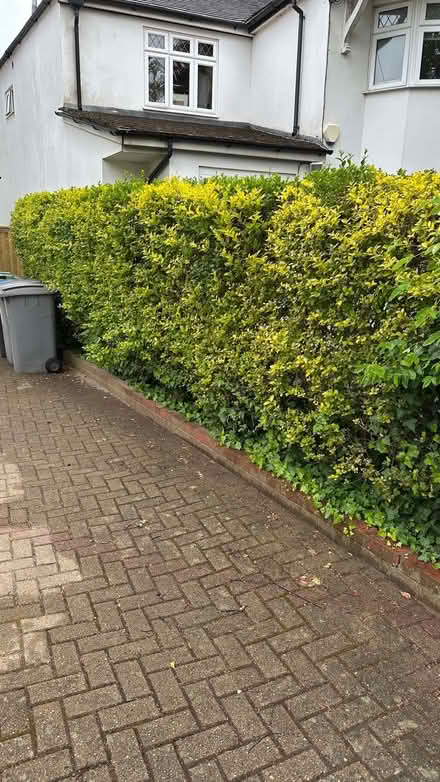 Photo of free 5m of privet hedge - NEEDS DIGGING OUT (Willesden Green NW10) #1