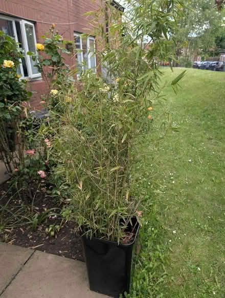Photo of free Potted bamboo (Belle Vue WF1) #1