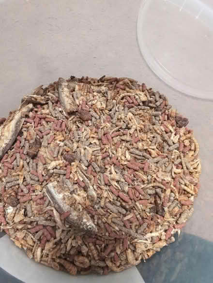 Photo of free Turtle and Terrapin Food (HA3 Harrow) #2