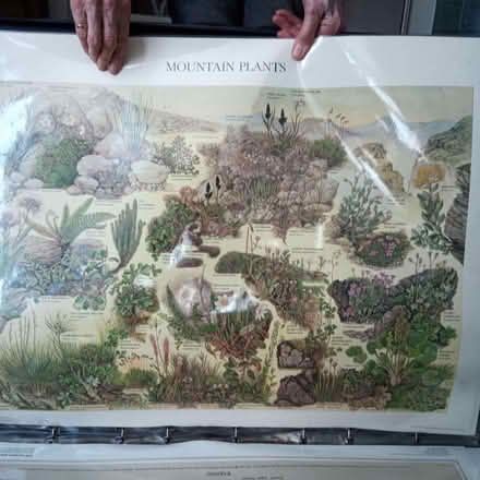 Photo of free Natural History Posters (Charlbury OX7) #3