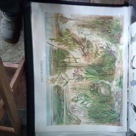 Photo of free Natural History Posters (Charlbury OX7) #2