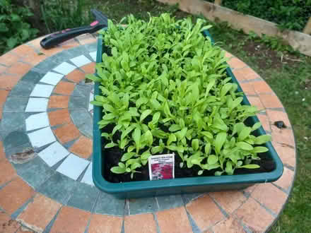 Photo of free Sweet William seedlings (Cashes Green GL5) #1