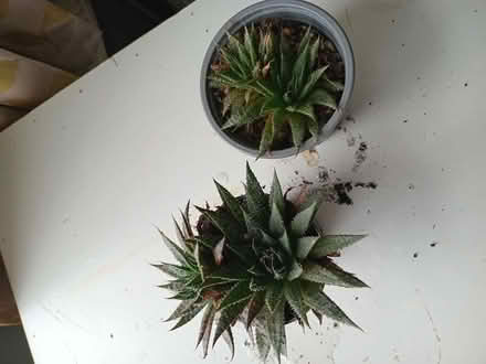 Photo of free 2 small aloe plants (Eastbourne BN20) #1