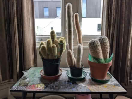 Photo of free 3 cacti plants (North Finchley) #1