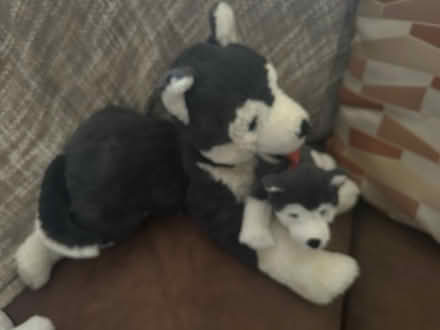 Photo of free Cuddly Toys (Artane) #3