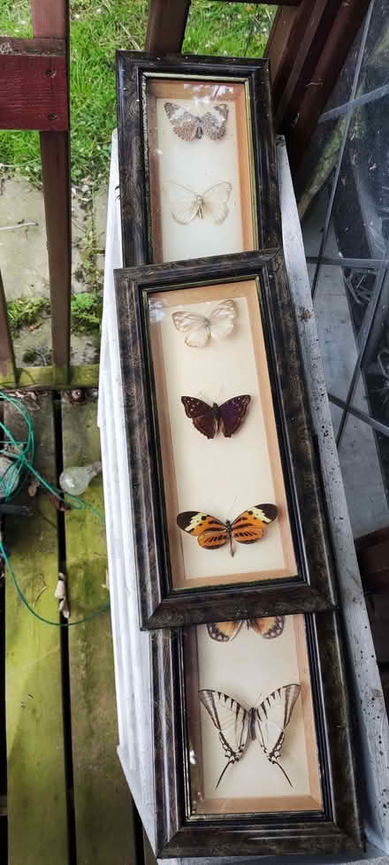 Photo of free Butterfly displays (Great Moor SK7) #1
