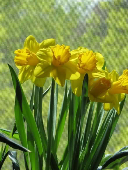 Photo of free Daffodils Seeking a Garden (Dow’s Lake) #2