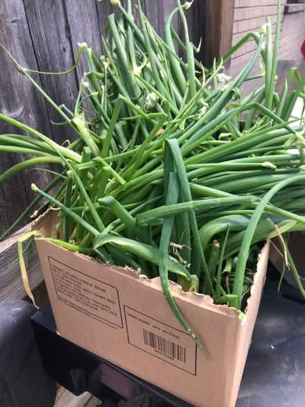 Photo of free Egyptian walking onions (Glendale Heights) #1