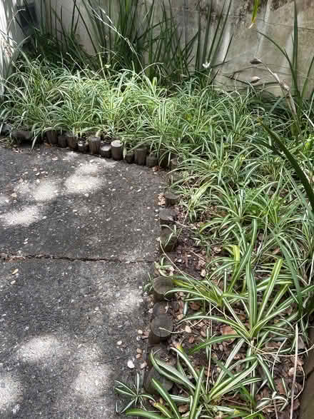 Photo of free Spider Plants (Highland Ave, RWC) #1