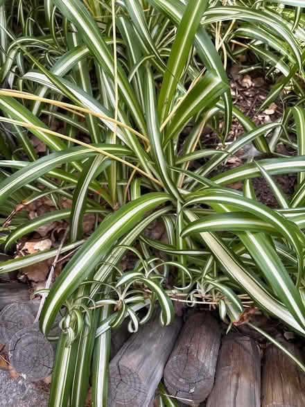Photo of free Spider Plants (Highland Ave, RWC) #2