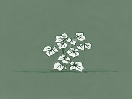 Photo of Creeping jenny (Ilford IG2) #1