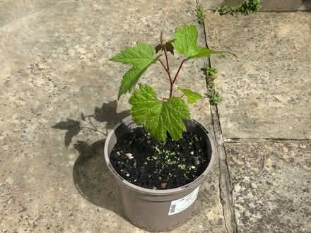 Photo of free Grape vine plant (Prestbury GL52) #1