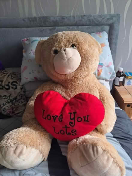 Photo of free Xl teddy (S137TR) #1