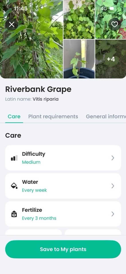 Photo of free Grape vine plant (Prestbury GL52) #2