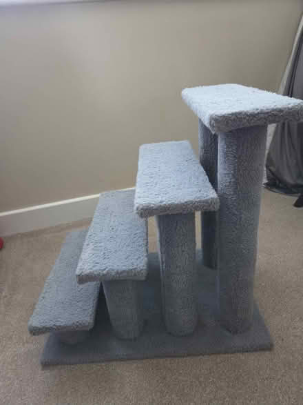 Photo of Cat steps (wallington surrey SM6) #2