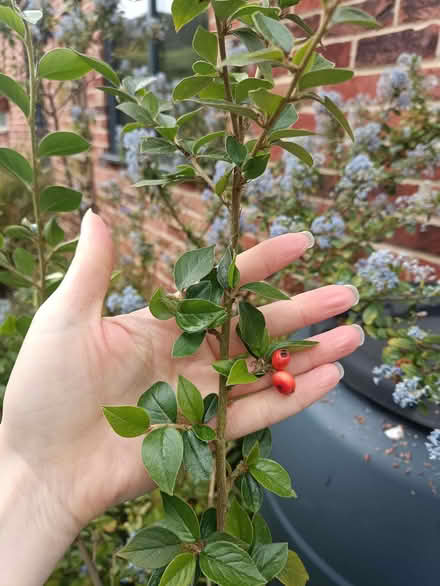 Photo of free 3 bare root cotoneasters (West Runton NR27) #2