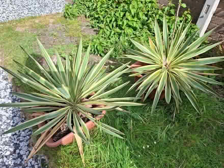 Photo of free 2 plants (Seaside BN23) #1