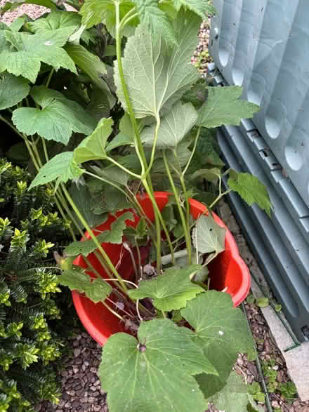 Photo of free White Japanese anenome plants (Hayle TR27) #1