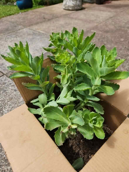 Photo of free Sedum plant (Putnoe MK41) #1