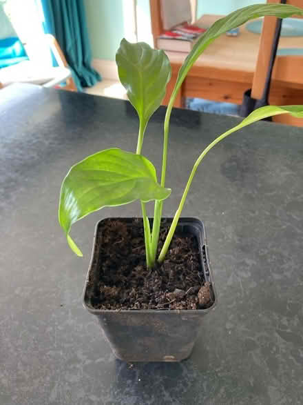 Photo of free Peace Lily House Plants (Shelton Lock DE73) #1