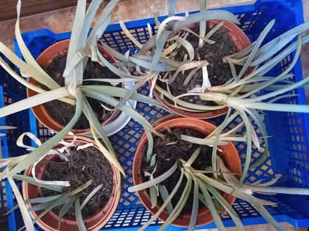 Photo of free Aloe Vera Plants (LS16) #2