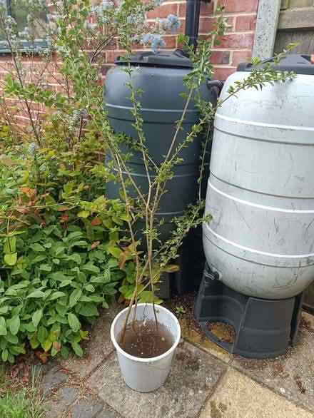 Photo of free 3 bare root cotoneasters (West Runton NR27) #1