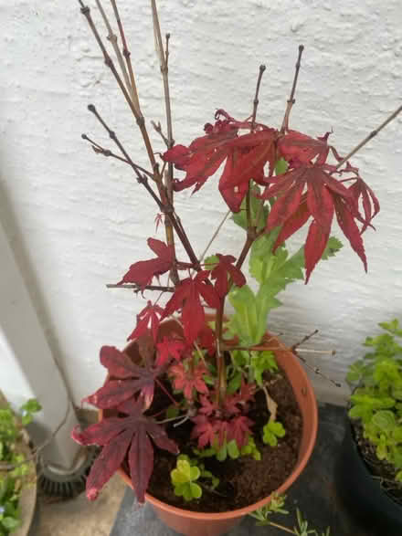 Photo of free Japanese Maple (Canford Cliffs BH13) #1