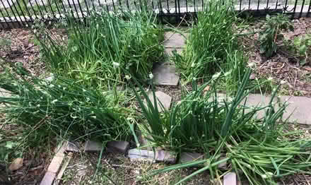 Photo of free Egyptian walking onions (Glendale Heights) #2