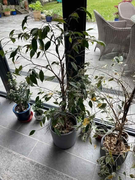 Photo of free Ficus Benjamina (Ferndown BH22) #2