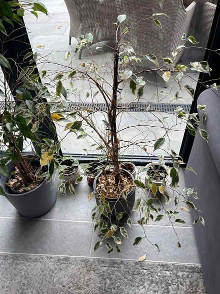 Photo of free Ficus Benjamina (Ferndown BH22) #1