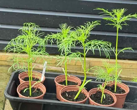 Photo of free Cosmos seedlings - pink and white (East Marden) #1