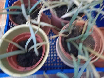 Photo of free Aloe Vera Plants (LS16) #1