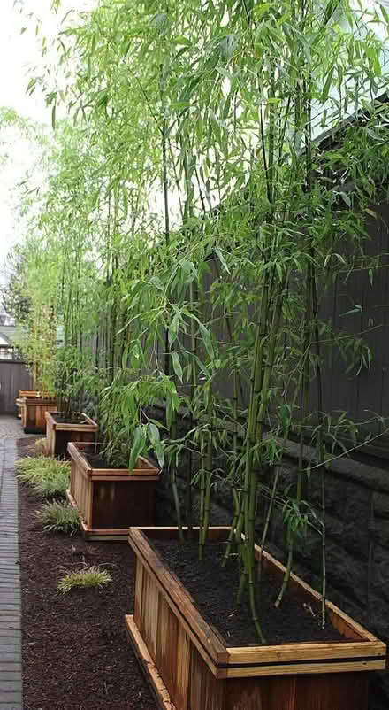 Photo of Bamboo cuttings (Knowle BS4) #1
