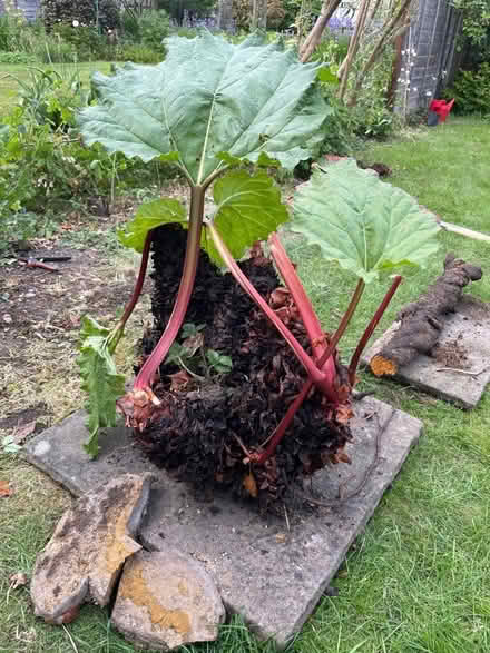 Photo of free Rhubarb Crowns (Hertford Heath SG13) #1