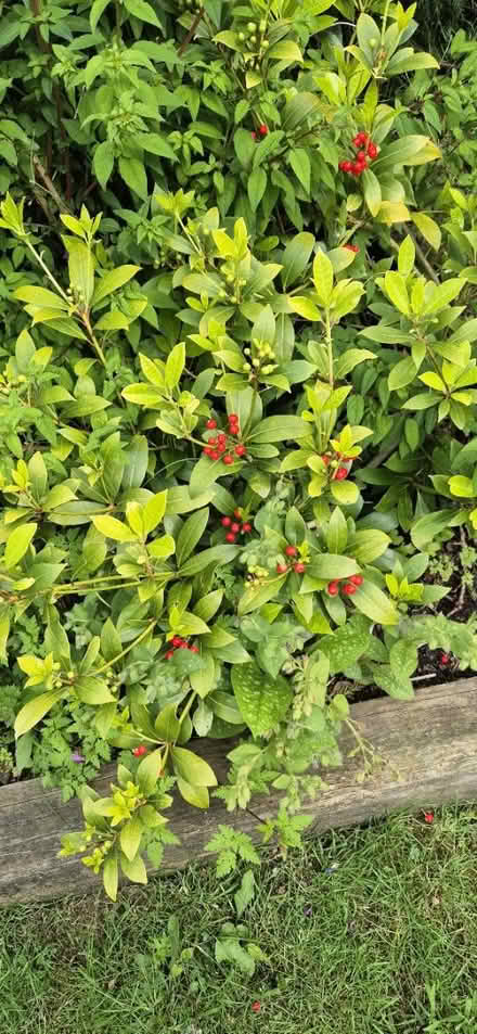 Photo of free Skimmia bush [I think] (Macclesfield SK10) #3