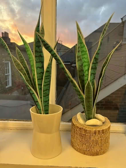 Photo of free 2 artificial plants (Sevenoaks TN13) #1