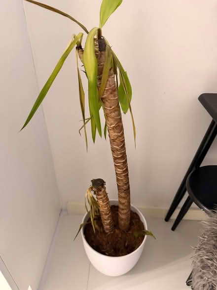 Photo of free Plant (SE11) #1