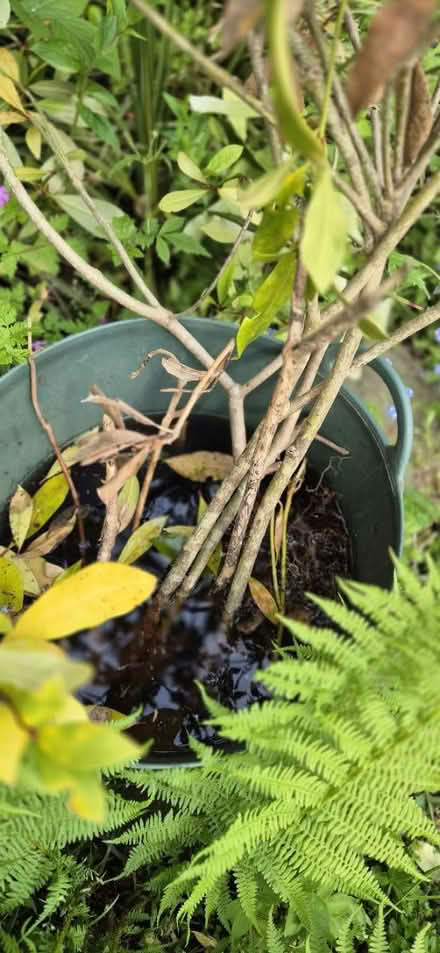 Photo of free Skimmia bush [I think] (Macclesfield SK10) #2