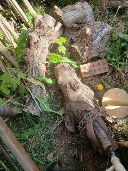 Photo of free seasoned logs for wood burner (Tile Hill CV4) #1
