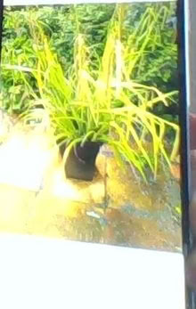 Photo of free Grass plant (Monkmoor SY2) #1