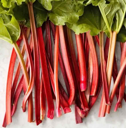 Photo of Rhubarb (Somerset/Bayswater) #1