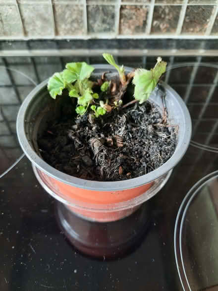 Photo of free Alchemilla Mollis cutting (Morden SM4) #4