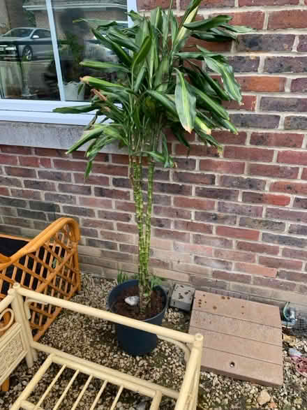 Photo of free Yucca tree approx 4ft (Worcester Park KT4) #1