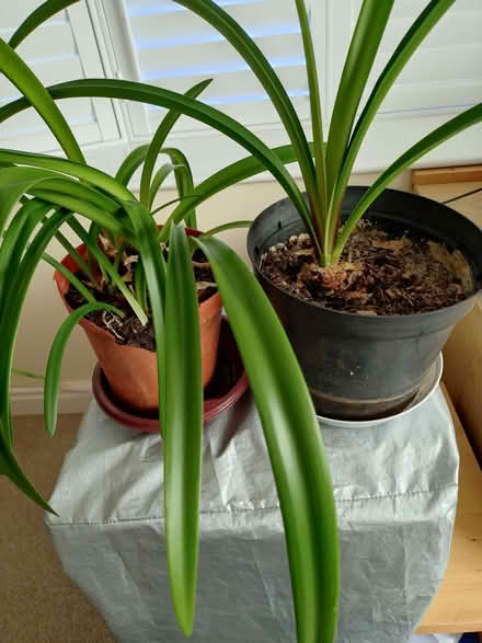 Photo of free Potted Amaryllis (Glyne Gap TN40) #1