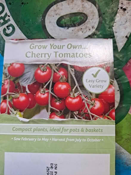 Photo of free Tomato plants (Fareham creek 8 PO16) #3