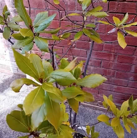 Photo of free Bay Tree in Pot (Parkstone BH12) #2