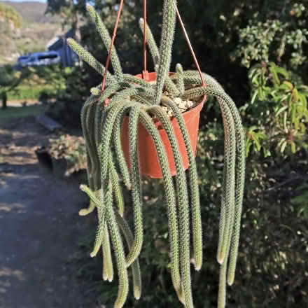 Photo of Rat Tail Cactus Start (Meadowbrook) #1